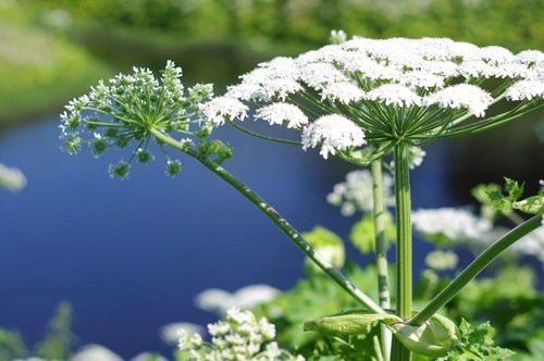 Семь раз отмерь, один раз отрежь