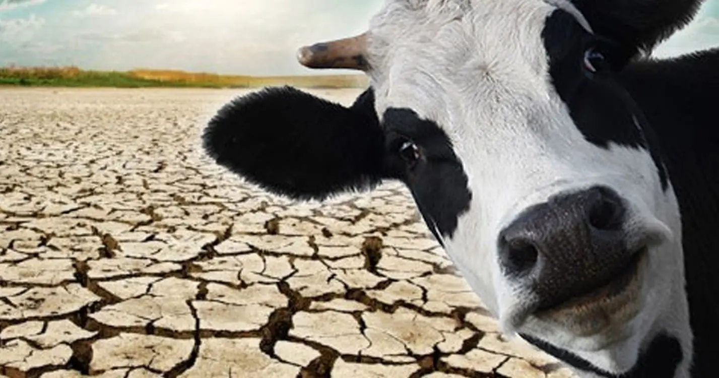 Чем мы платим за бифштекс