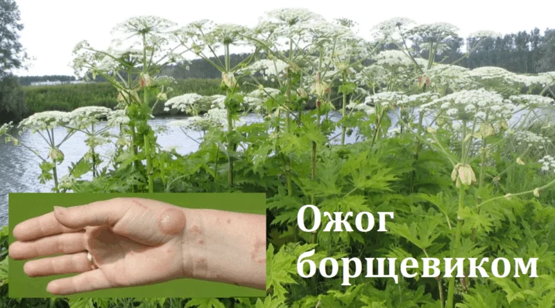 Но при попадании ультрафиолетовых лучей